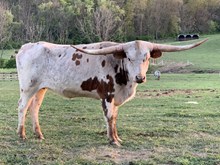 Sunhaven Tuff Ginger