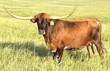GLR 20 RIO GROUND GAL
