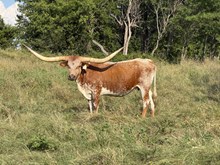 WL CHARRO'S CHARM