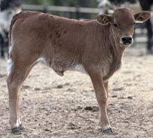 J & T's Edge of Hope Bull Calf