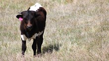 2025 World Class Bull