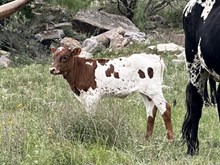 Cinderella heifer