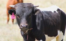 2025 Dream Big Bull