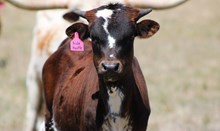 2025 Side Hustle Bull