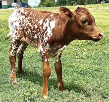 Autumn Blaze heifer 26