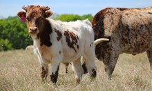 2025 Worth the Squeeze Bull
