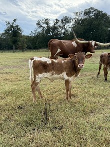 Painted Pic Heifer Calf