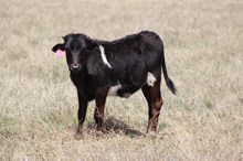 2025 High Tide Bull