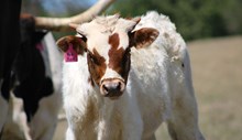 2025 Red Rose Bull