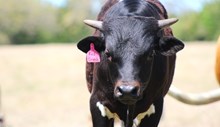 2025 Red Grande Bull