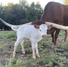 Sig X Poppy heifer