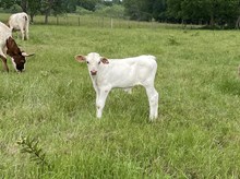 Belle's Point x Tango Steer