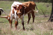 2025 Country Grammar Bull
