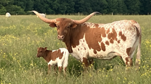 Temptation 2026 heifer
