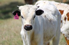 2025 Rio Jubilee Bull