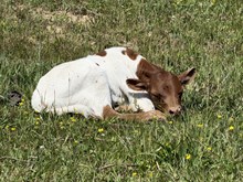 Bull Calf (Powerstroke x Trailer Queen)