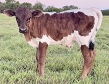 Becca's Bull calf