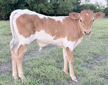 Cherry O's bull calf