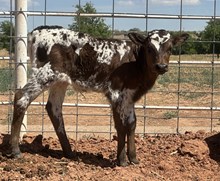 609 Heifer