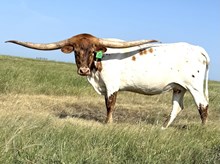 GLR  TUFF GROUND GAL