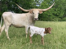 Killer x red cat bull calf