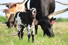 2026 Jubilant Iron Bull