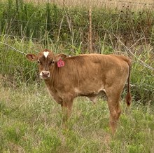 2026 Creamsicle’s Bull Calf