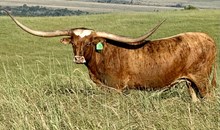 GLR MONIKAS ROYALTY GAL