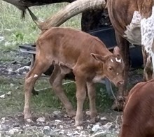 Oh Rocket FF bull 526