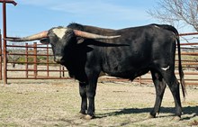 4C TUX