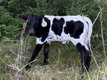 Butter Cup x Tango Bull