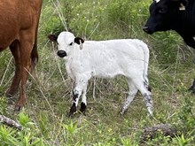 Cut the Flame x Tango Heifer