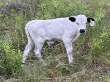 Regal Dance x Tango Bull