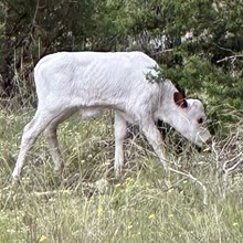 Misty FF bull 626