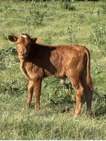 2026 Miss Opal Bull calf