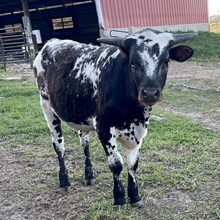 Hot Mama Steer