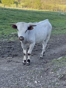 Sparkle Girl Steer