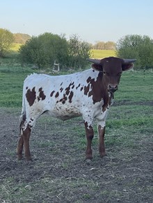 GPC Ruby Steer