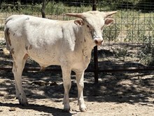 RITA BALLOU/WILDFIRE  BULL