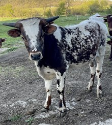 Reba’s Steer