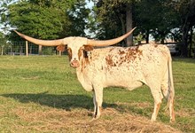 Tex Darlin
