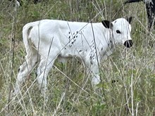 Lady J x Tango heifer