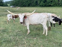 Rustic Shawnee
