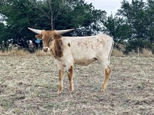 528 Heifer