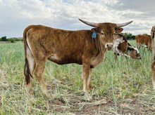 508 Heifer