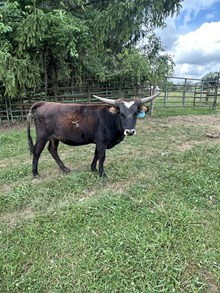 Cowtown Girl