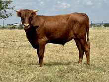 DCT - GAME CHANGER x HORSESHOE J TATER CHIP (B)