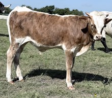 Rusty (steer)