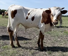 Grant's Super Sweetie (steer)