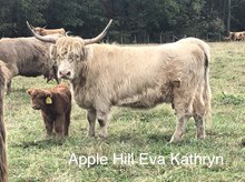 APPLE HILL EVA KATHRYN